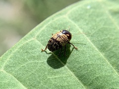 Cryptocephalus irroratus