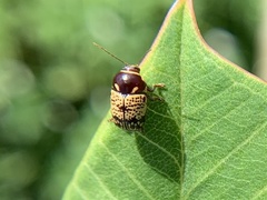 Cryptocephalus irroratus