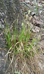 Carex cherokeensis
