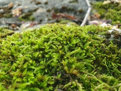 Cirriphyllum crassinervium