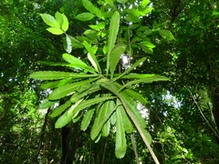 Pachystroma longifolium