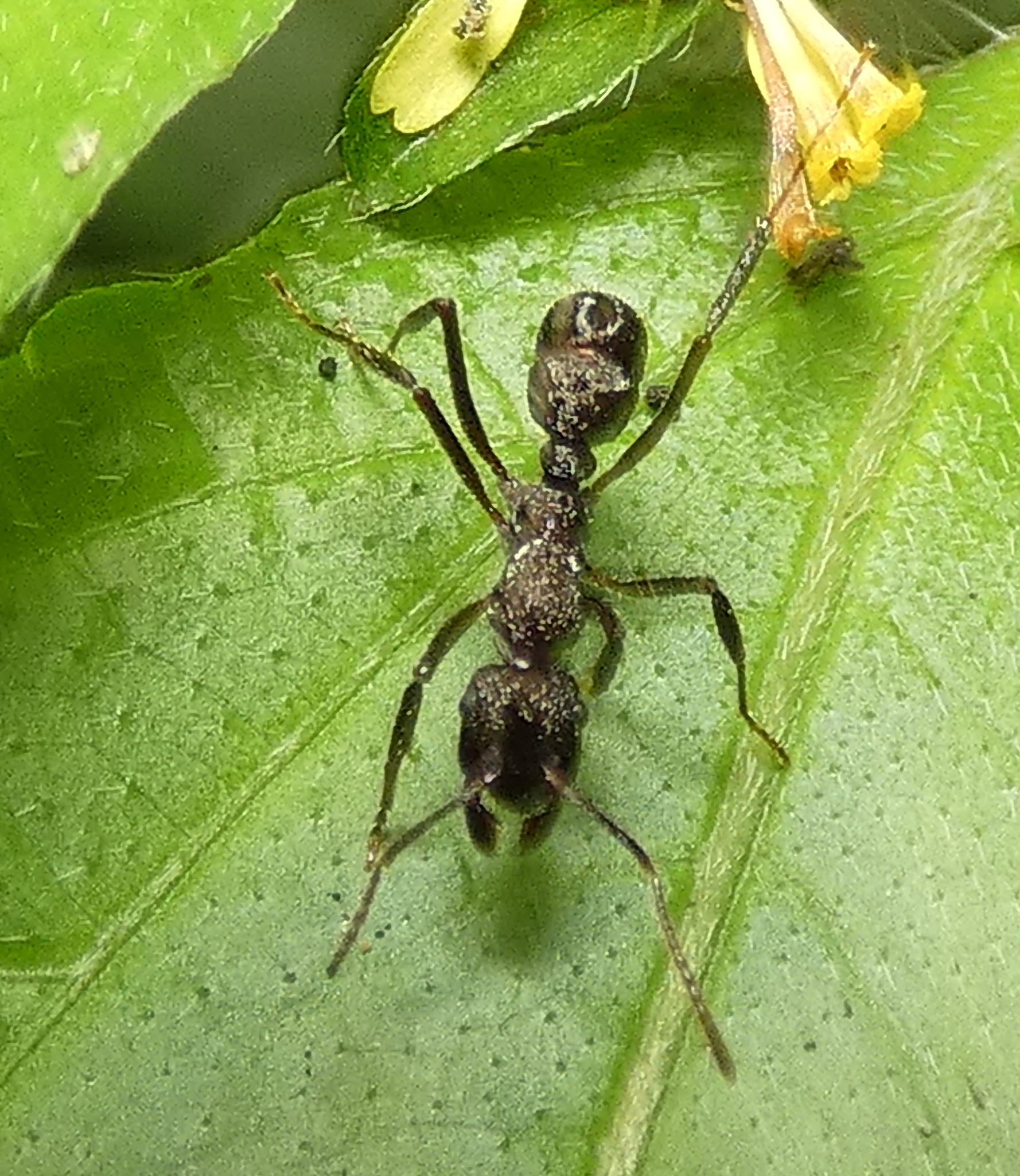 Ectatomma edentatum