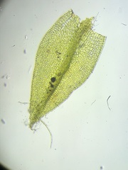 Geheebia lurida