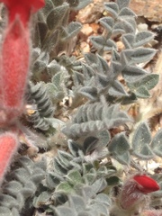 Astragalus coccineus