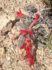 Astragalus coccineus