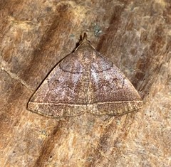 Zanclognatha obscuripennis