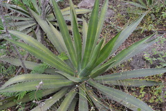 Agave univittata