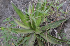 Agave univittata