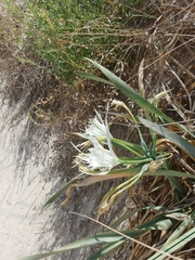 Pancratium maritimum