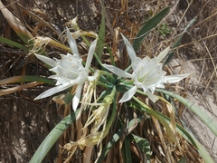 Pancratium maritimum