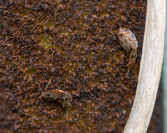 Chilacis typhae