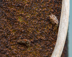 Chilacis typhae