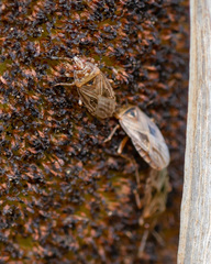 Chilacis typhae