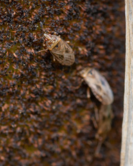 Chilacis typhae