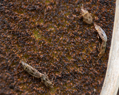 Chilacis typhae