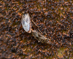Chilacis typhae