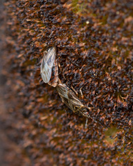 Chilacis typhae