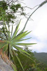 Agave univittata