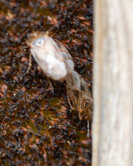 Chilacis typhae