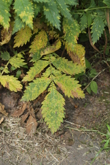 Quasipucciniastrum ochraceum