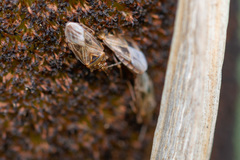 Chilacis typhae