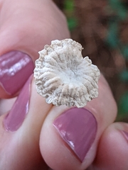 Marasmius capillaris