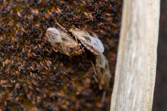 Chilacis typhae