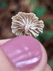 Marasmius capillaris