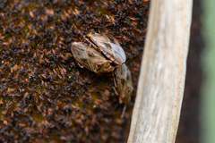 Chilacis typhae