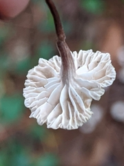 Marasmius capillaris