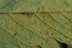 Quasipucciniastrum ochraceum
