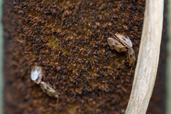 Chilacis typhae