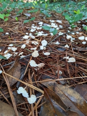 Marasmius capillaris