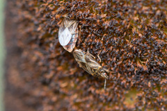 Chilacis typhae