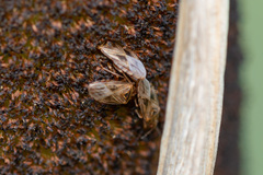 Chilacis typhae