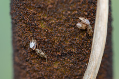 Chilacis typhae