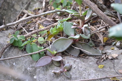 Lenophyllum latum