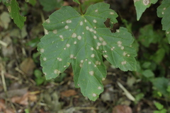 Cristulariella depraedans