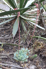Echeveria simulans
