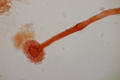 Cristulariella depraedans