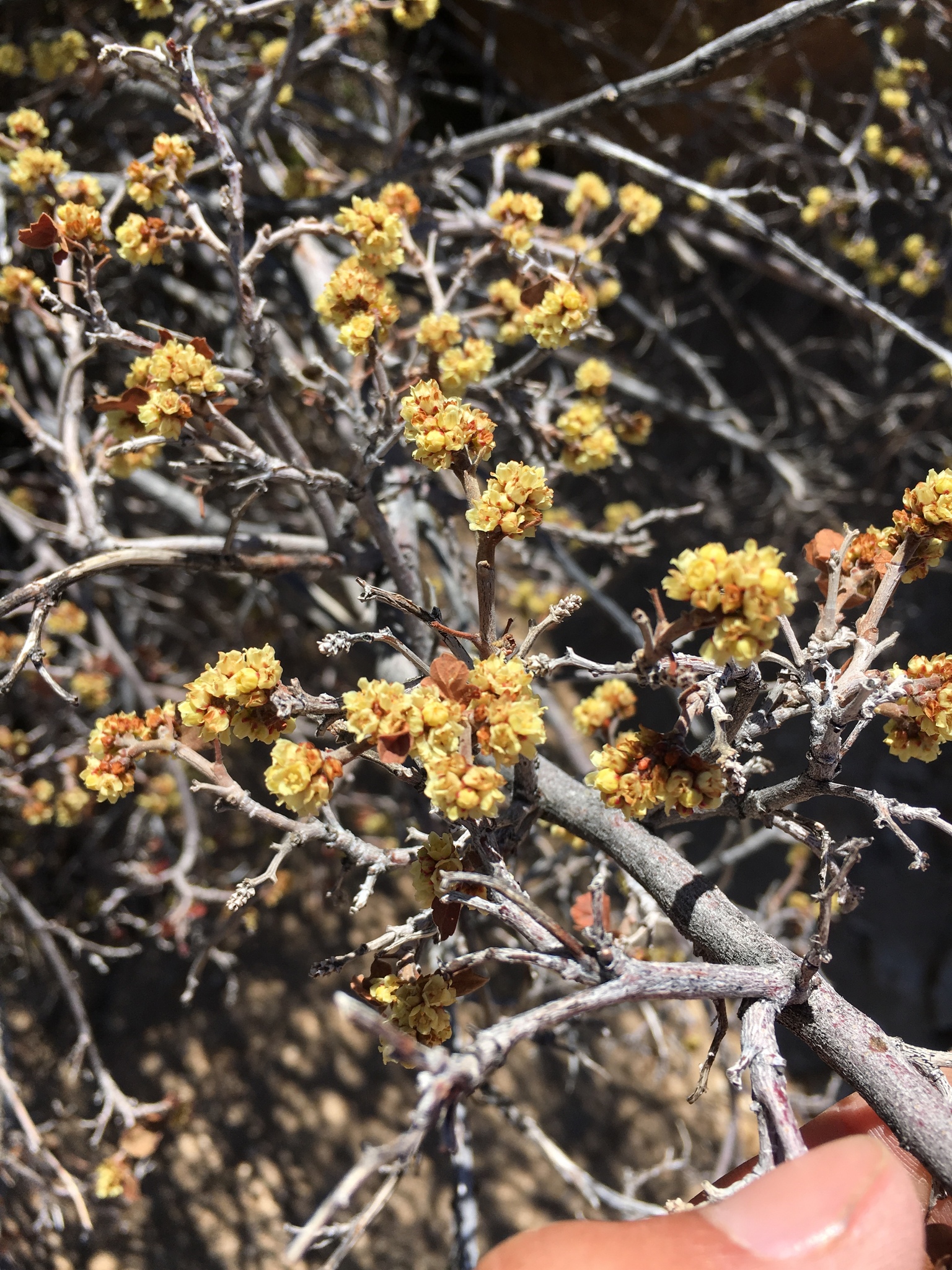 foglia di rhus aromatica