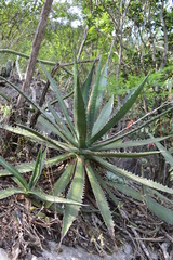 Agave univittata