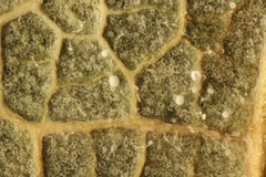 Cristulariella depraedans