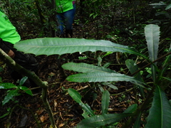 Pachystroma longifolium
