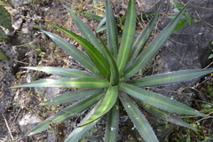 Agave univittata