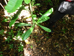 Pachystroma longifolium