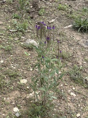 Verbena macdougalii