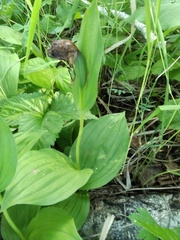 Cypripedium