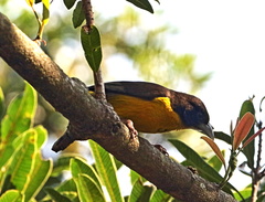 Ploceus bicolor bicolor