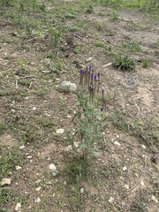 Verbena macdougalii